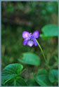 Alaska Violet