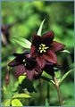 Chocolate Lily