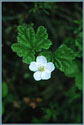 Cloudberry