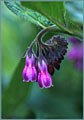 Comfrey