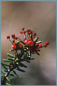 Crowberry