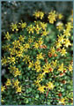 Crystal Saxifrage