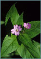 Dwarf Fireweed