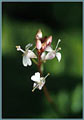Enchanter's Nightshade