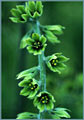 False Hellebore