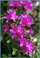 Lapland Rosebay