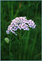 Lavender Yarrow