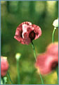 Pink-Purple Poppy