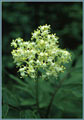 Red Elder