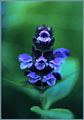 Self-Heal