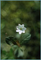 Starflower