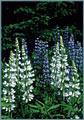 White Lupine
