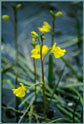 Bladderwort