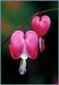 Bleeding Heart