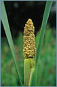 Cattail Pollen