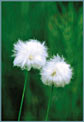 Cotton Grass