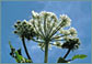 Cow Parsnip