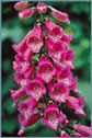 Foxglove