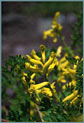 Golden Corydalis