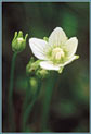 Grass of Parnassus