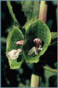 Green Bells of Ireland