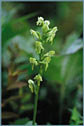 Green Bog Orchid