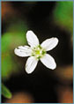 Grove Sandwort