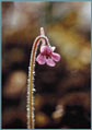 Hairy Butterwort