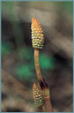 Horsetail