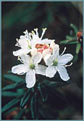 Labrador Tea