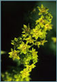 Ladies' Mantle