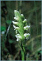 Ladies' Tresses