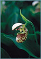 Lady's Slipper