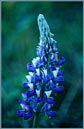 Nootka Lupine