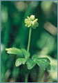 Moschatel