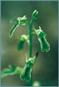 Northern Twayblade