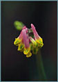 Pale Corydalis