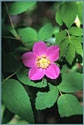 Prickly Wild Rose