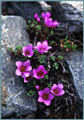 Purple Mountain