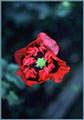 Red-Purple Poppy