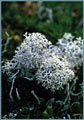 Reindeer Moss