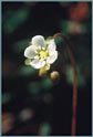 Round-Leaved Sundew