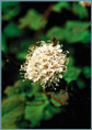 Spiraea