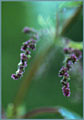 Stinging Nettle