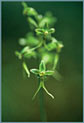 Tundra Twayblade