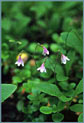 Twinflower