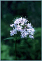 Valerian