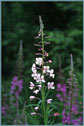 White Fireweed