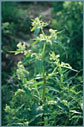 Wild Rhubarb