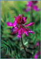 Wild Sweet Pea